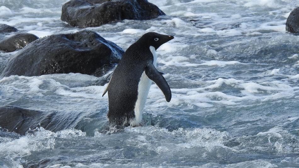 Pinguin aus der Antarktis schwimmt 3000 Kilometer nach Neuseeland