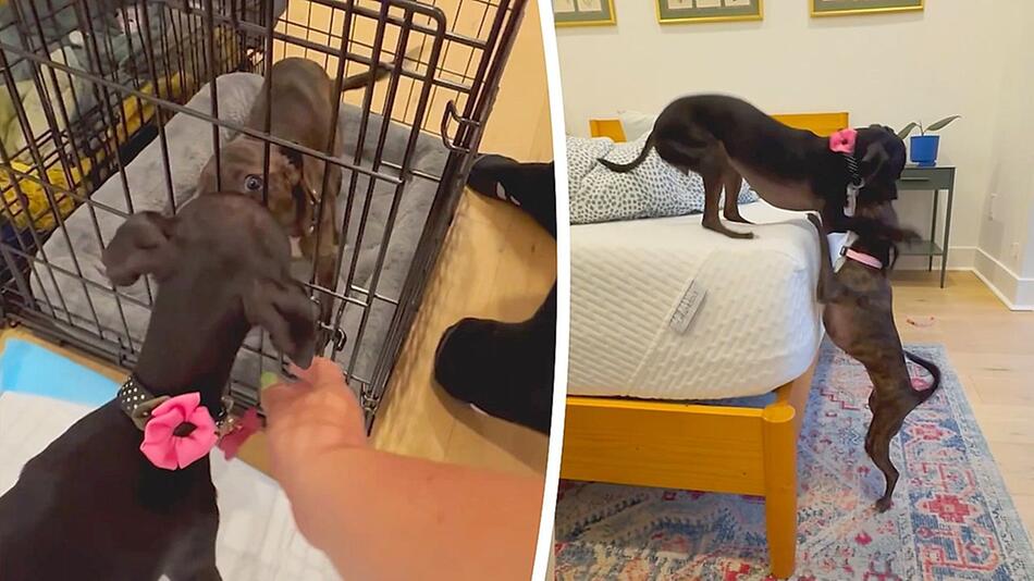 Wiedervereint: Hundegeschwister können ihr Glück kaum fassen