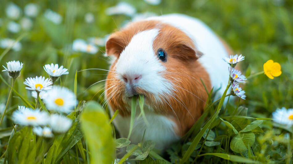 Meerschweinchen