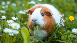 Meerschweinchen