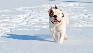 Bulldogge im Schnee