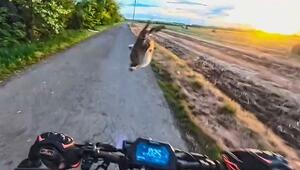 Angriff mit Sprungtritt: Karate-Hase holt E-Scooter-Fahrer vom Roller