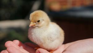 Ein kleines, flauschiges Küken mit gelb-beigem Gefieder sitzt auf einer offenen Hand. Das Küken ...