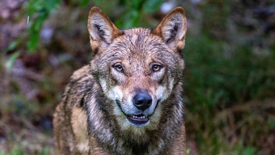 Wolf beißt Jungen in den Niederlanden und zerrt ihn in Wald