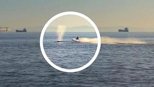 Schockmoment vor Vancouver: Jetski rammt Wal in voller Fahrt