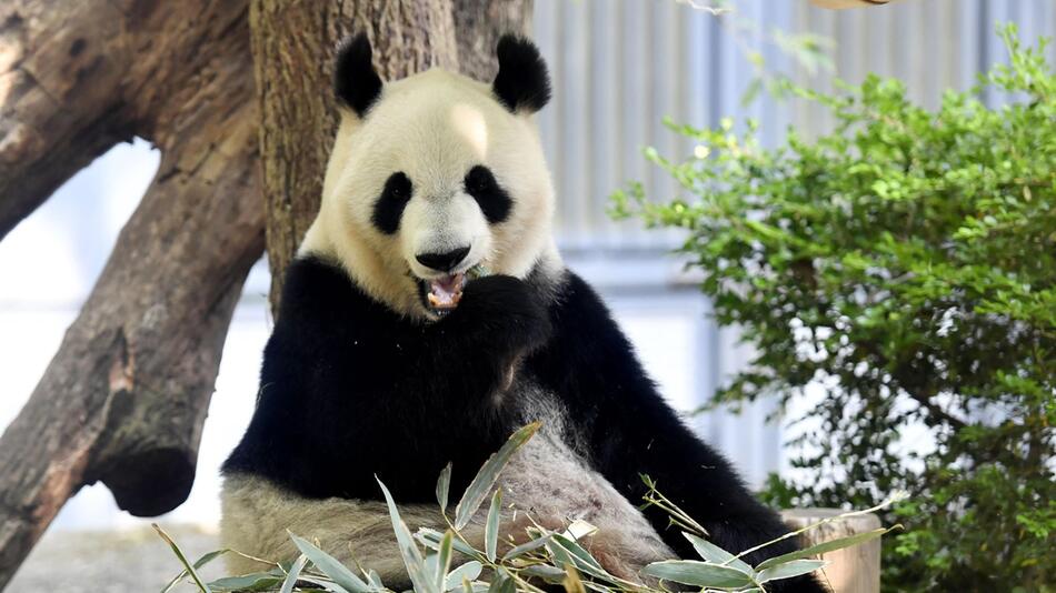 Panda-Nachwuchs im Zoo von Tokio