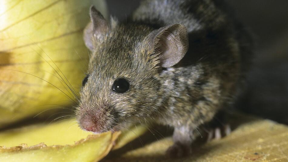 Hausmaus