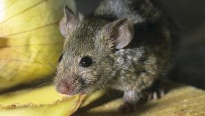 Hausmaus