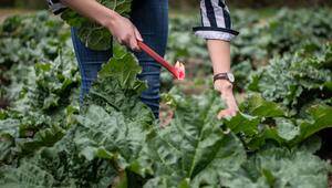 Eine Frau erntet Rhabarber