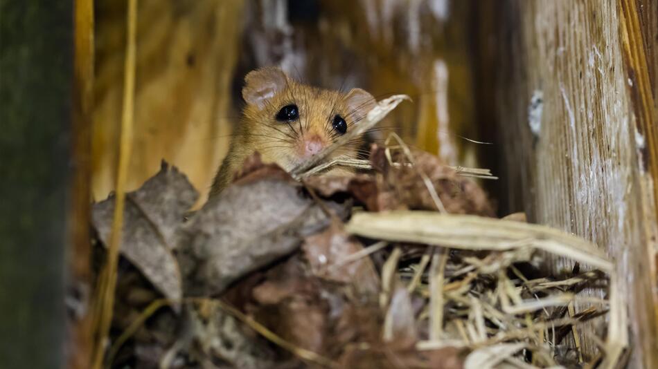Die Haselmaus