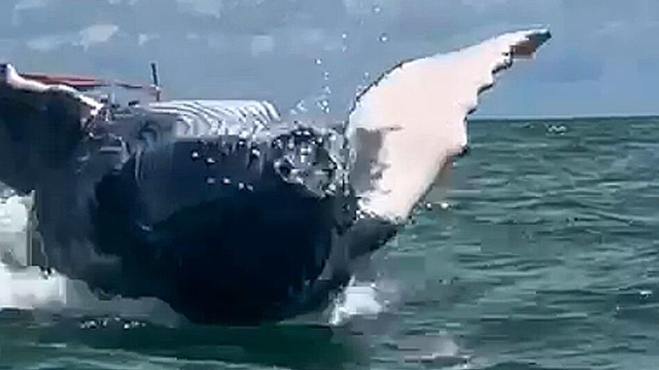 Zum Greifen nah: Whale-Watcher haben einmalige Begegnung