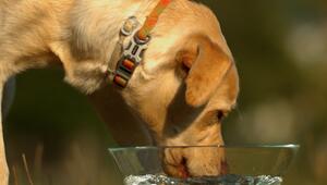 Gefahr im Sommer: Wasservergiftung beim Hund