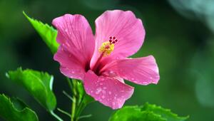 Hibiskus schneiden