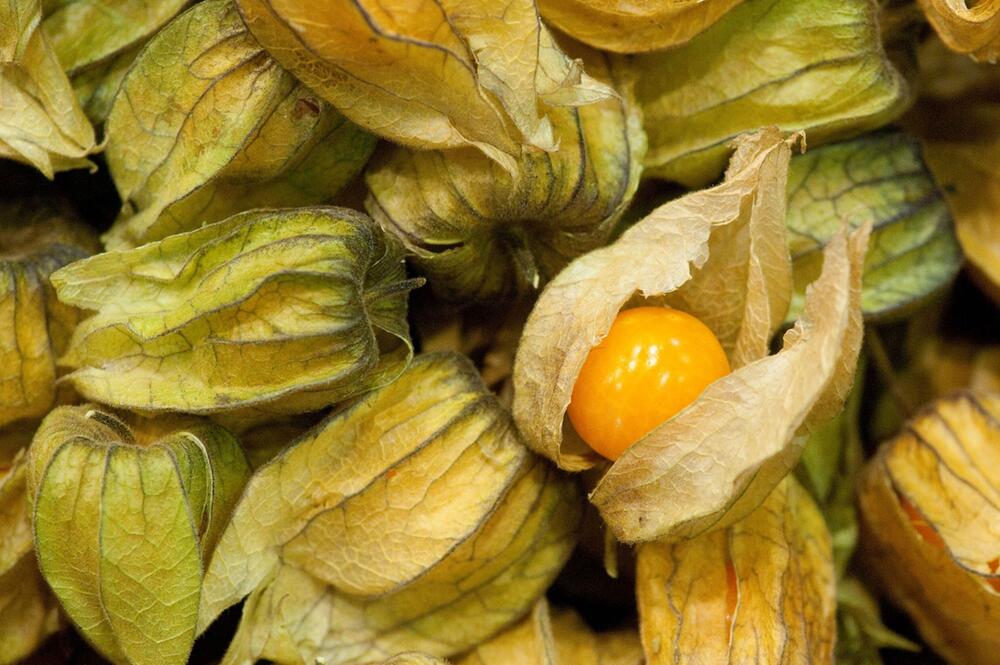 Physalis