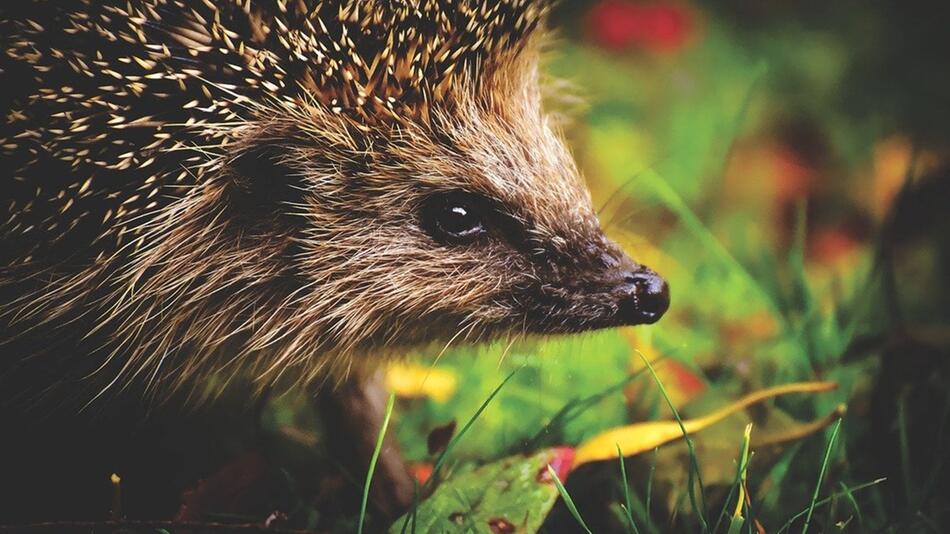 Igel überwintern