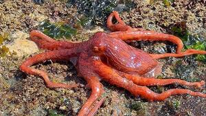 Tintenfisch auf Abwegen – Riesenkrake spaziert an Land