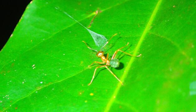 Weberameise