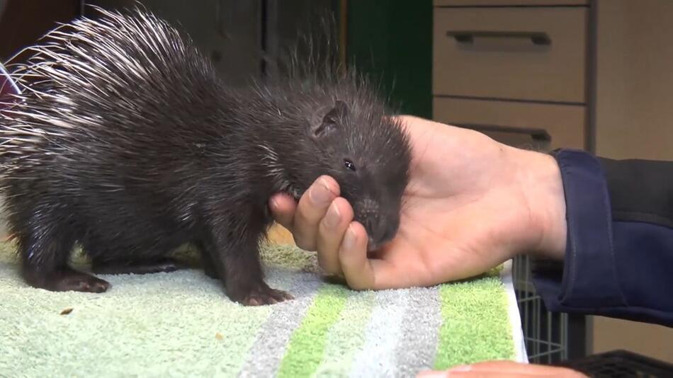 Stachlige Angelegenheit: Tierparkleiter zieht Stachelschwein-Baby groß