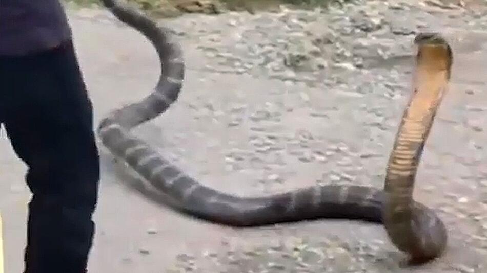 Riesiges Reptil: Vier-Meter-Kobra bringt Schlangenfänger ans Limit