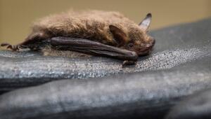 Fledermaus sitzt in der Fledermaus-Station auf einem Handschuh