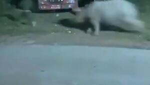 Joggingrunde wird zum Sprint ums Leben: Nashorn lauert Sportler auf