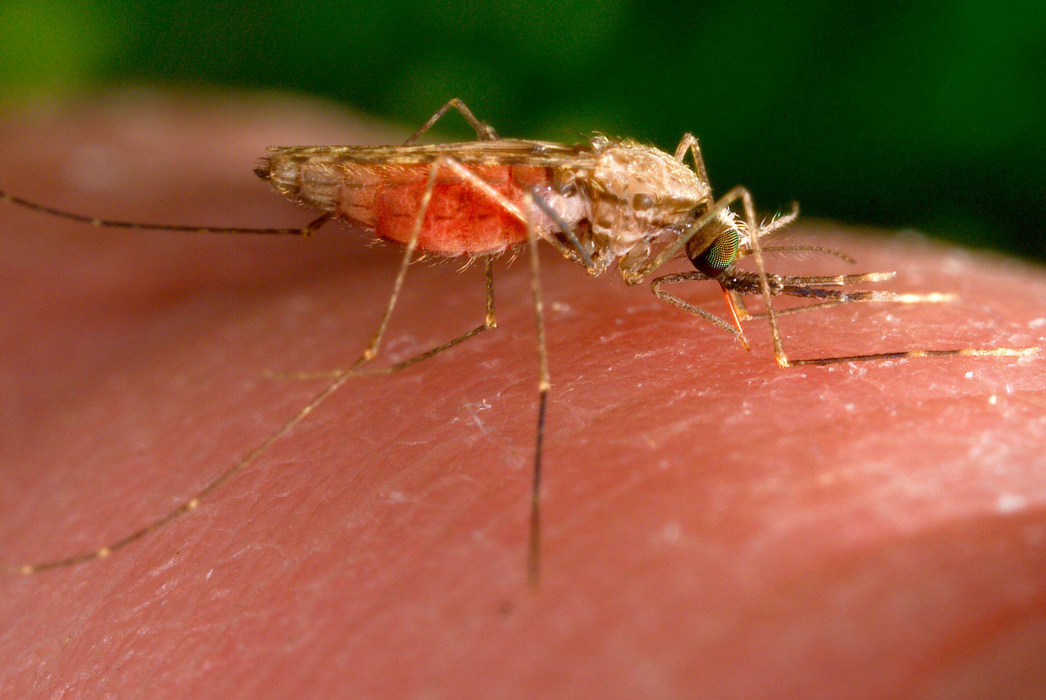 Малярия в домашних условиях. Малярийный комар. Инвазия малярийного комара. Плазмодии малярии.