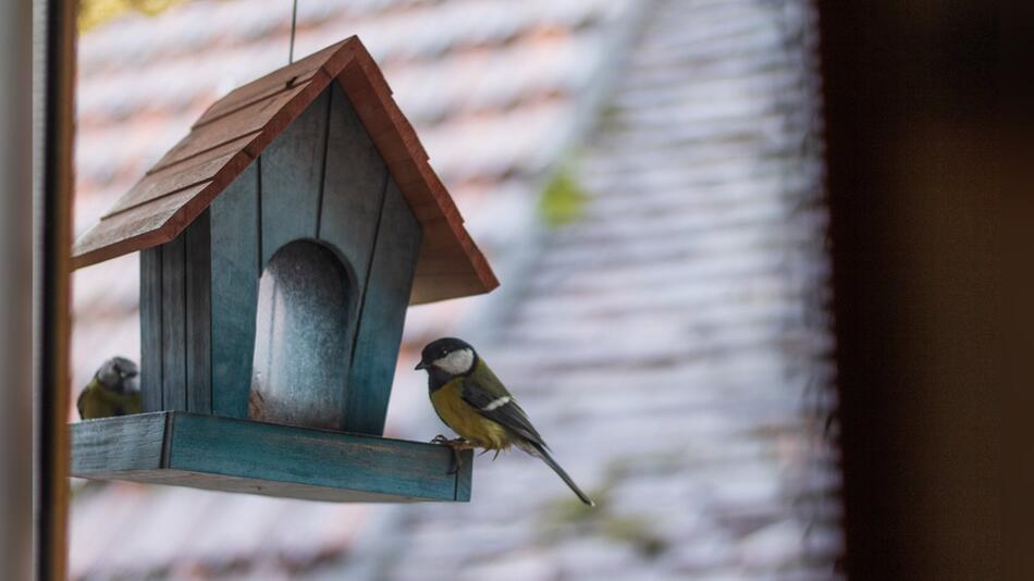 Im Frühling erwecken Vögel viele Gärten zum Leben.