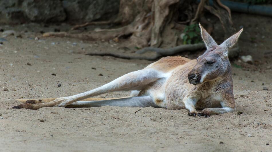 Känguru