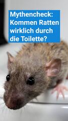 Mythencheck: Können Ratten wirklich durch die Toilette ins Haus gelangen?