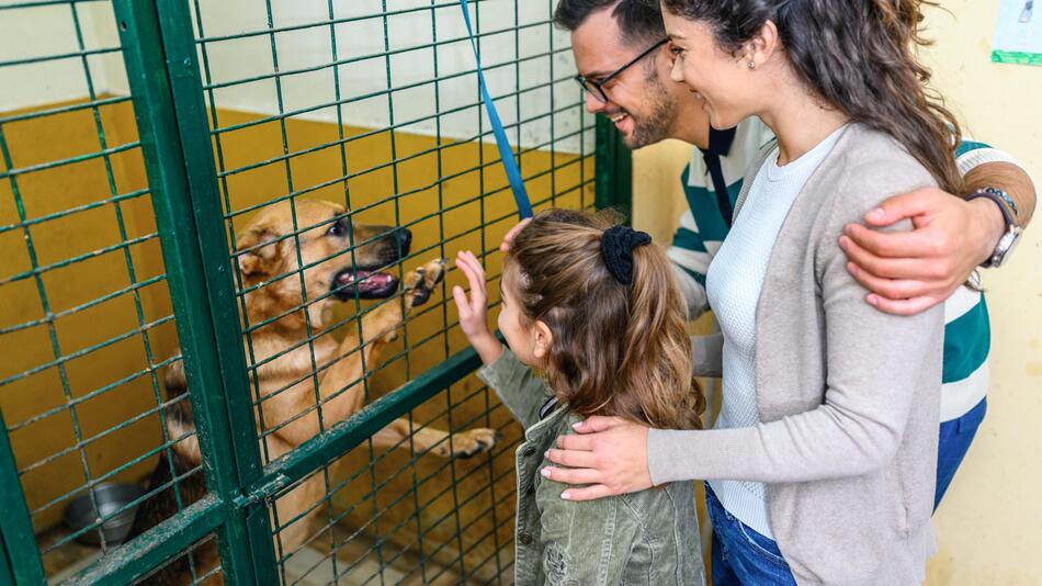 Adoption aus dem Tierheim