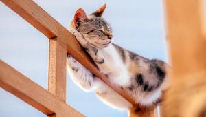 Katze schläft auf einem Geländer