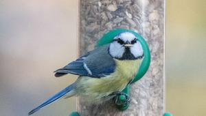 Eine Blaumeise sitzt mit einem Korn im Schnabel am Futterspender