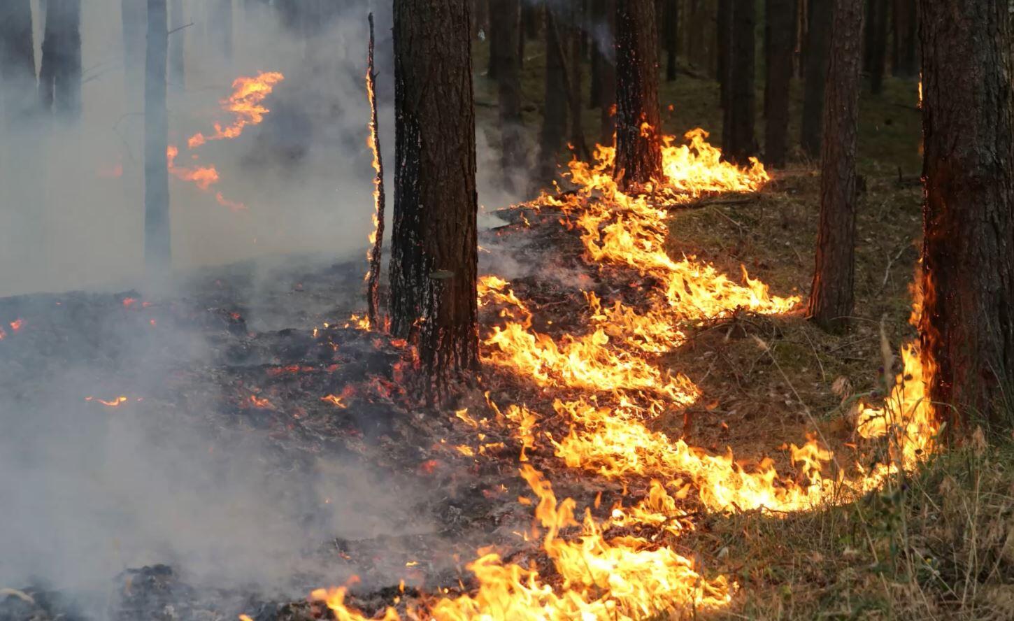 Waldbrand: Aktuelle Nachrichten & Informationen | GMX.AT