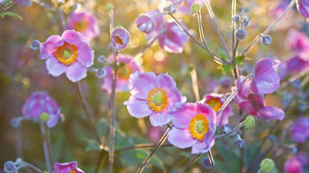 Blumen