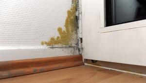 Schimmel in der Wohnung