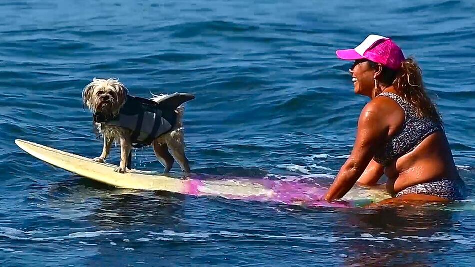 Von der Straße auf das Brett: Gerettete Hündin liebt das Surfen
