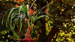 Elefantenfuß Beaucarnea
