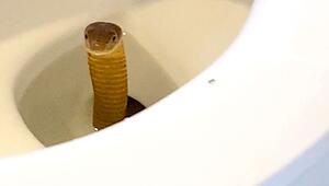 Schreckmoment auf dem WC: Hotelgast entdeckt Kobra im Klo