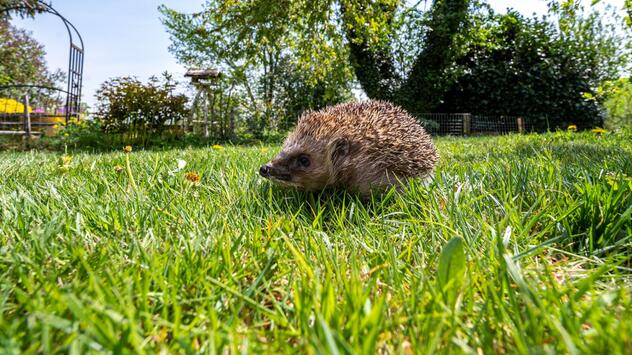 Ein Igel läuft durch einen Garten