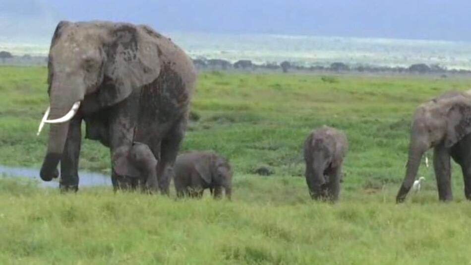 Elefanten, Zwillinge, Geburt, NAtionalpark, Kenia