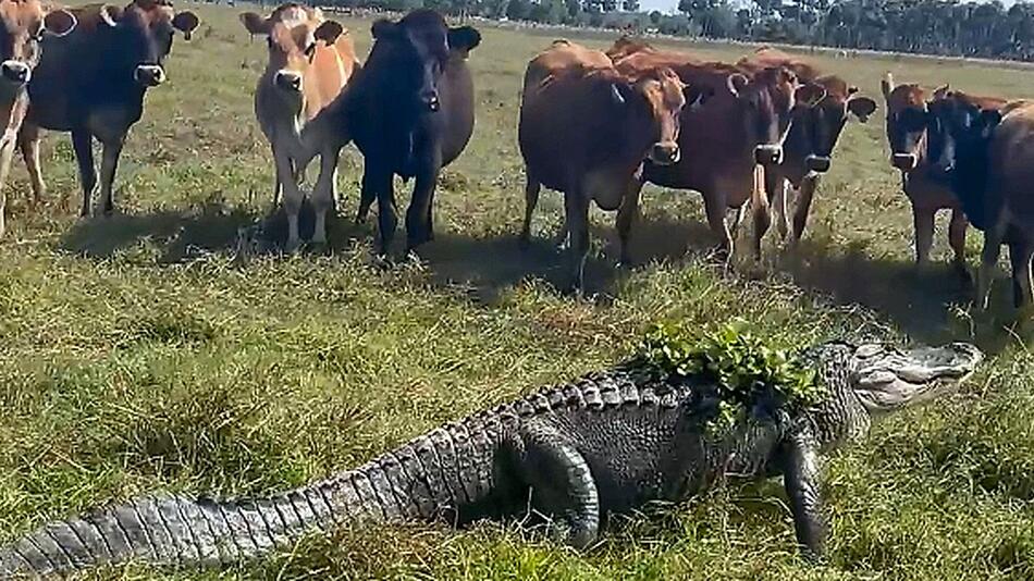 Ausflug in Florida: Kuhherde entdeckt drei Meter langen Alligator auf der Weide