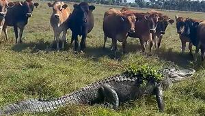 Ausflug in Florida: Kuhherde entdeckt drei Meter langen Alligator auf der Weide