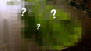 RÄTSEL: Welche Pflanze suchen wir?