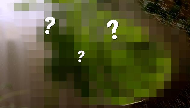 RÄTSEL: Welche Pflanze suchen wir?