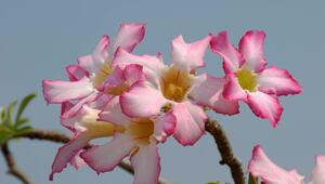 Pinke Blüten der Wüstenrose.
