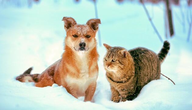 Hund und Katze sitzen im Schnee