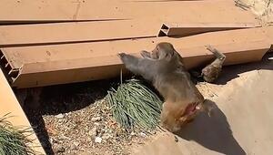 Zoowärter wird zum Helden: Affen wollen Artgenossen nach Einsturz retten