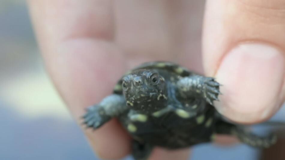 Die Europäische Sumpfschildkröte ist vom Aussterben bedroht.