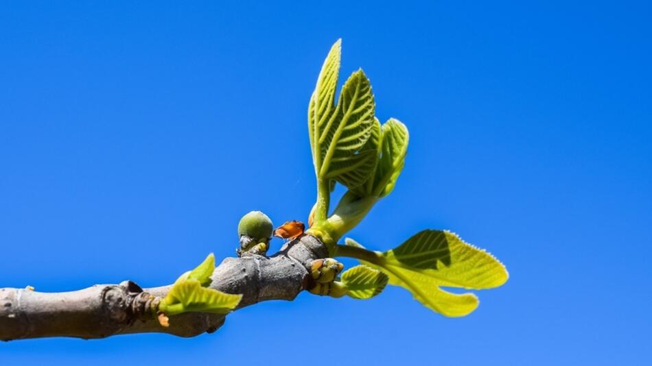 feigenbaum überwintern