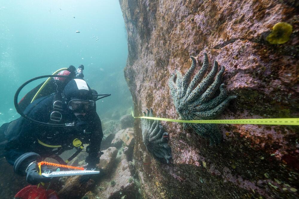Aquakulturen eine Rolle bei der Verbreitung der Erreger